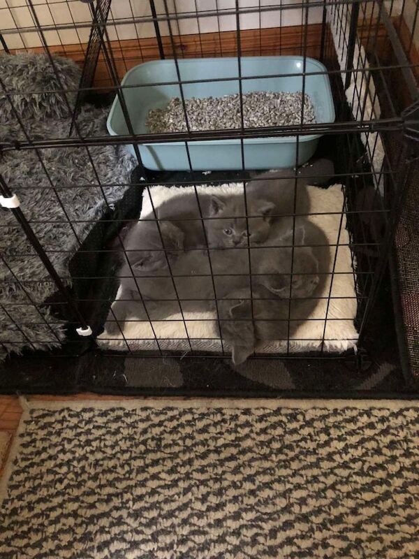British shorthair kittens - Image 2 of 4