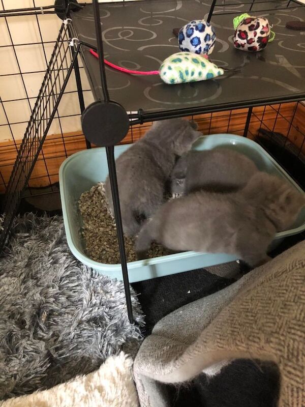 British shorthair kittens - Image 3 of 4