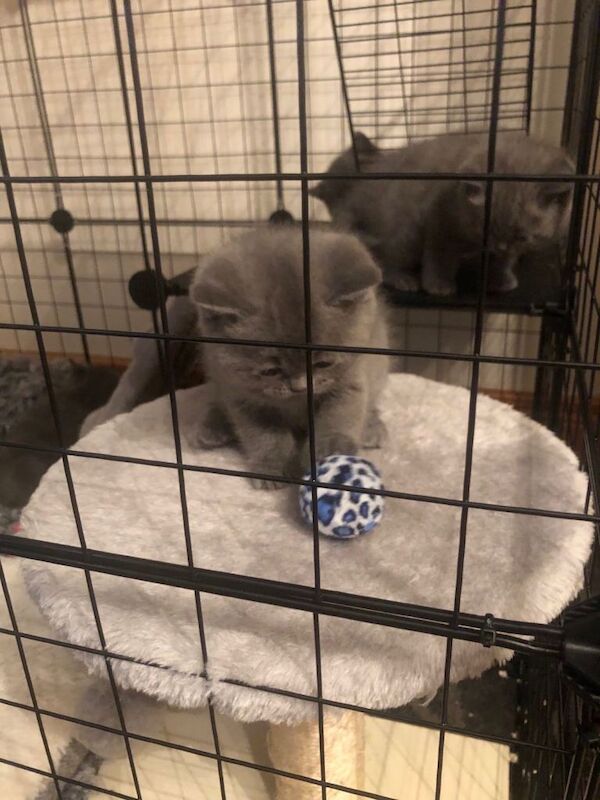 British shorthair kittens - Image 4 of 4