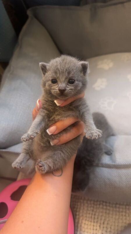 British shorthair kittens
