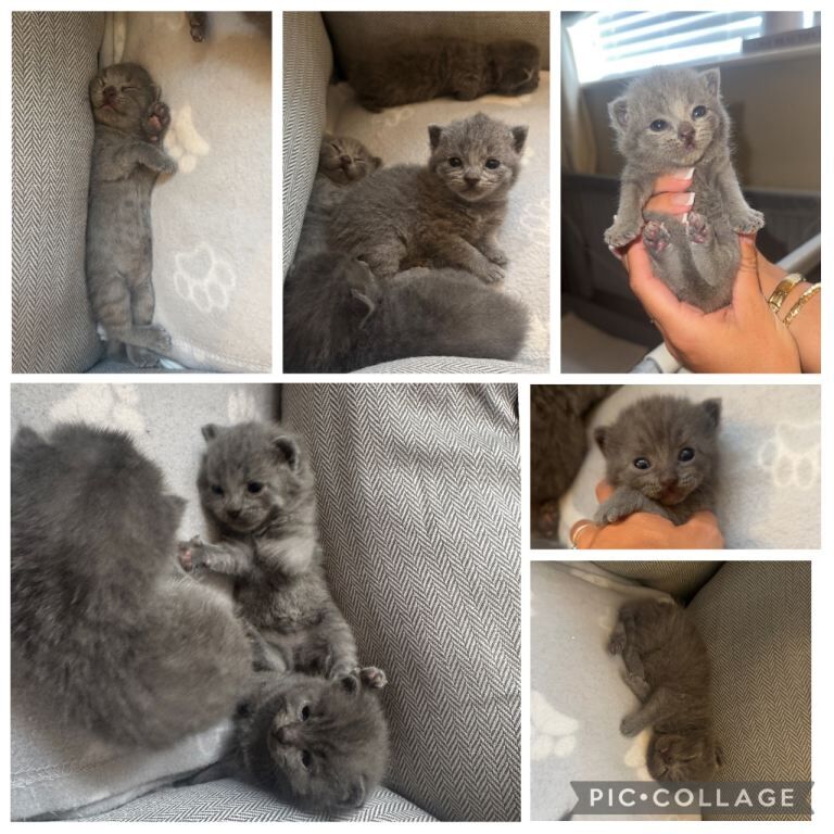 British shorthair kittens - Image 3 of 4