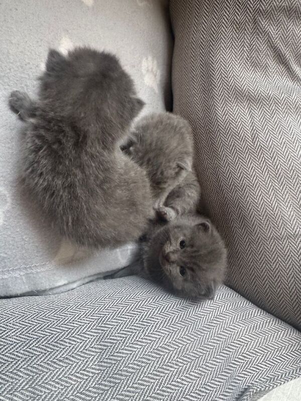 British shorthair kittens - Image 4 of 4