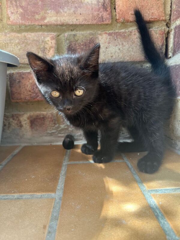 British shorthair kittens