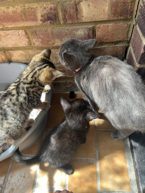 British shorthair kittens - Image 2 of 3