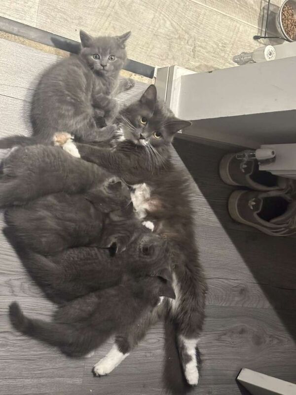 British Shorthair kittens