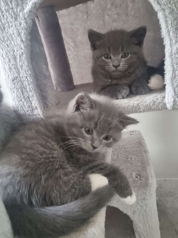 British Shorthair kittens - Image 2 of 4
