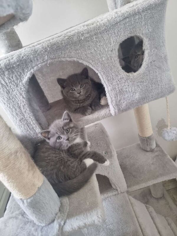 British Shorthair kittens - Image 3 of 4