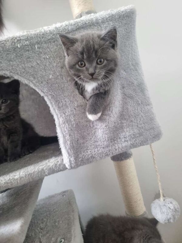 British Shorthair kittens - Image 4 of 4