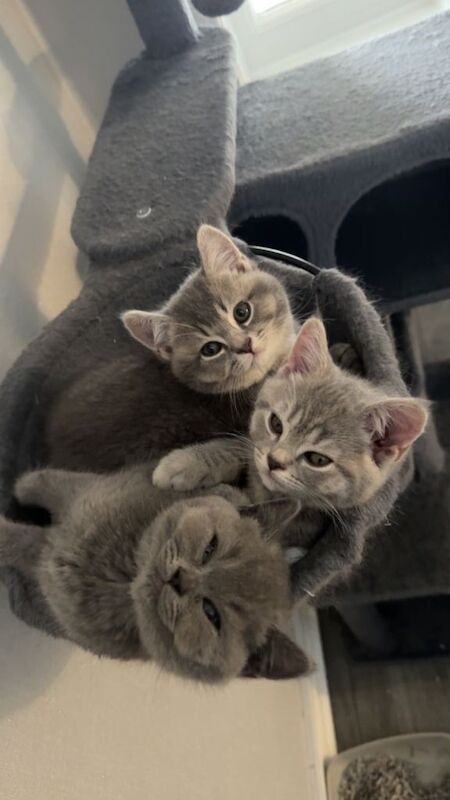 British Shorthair Kittens