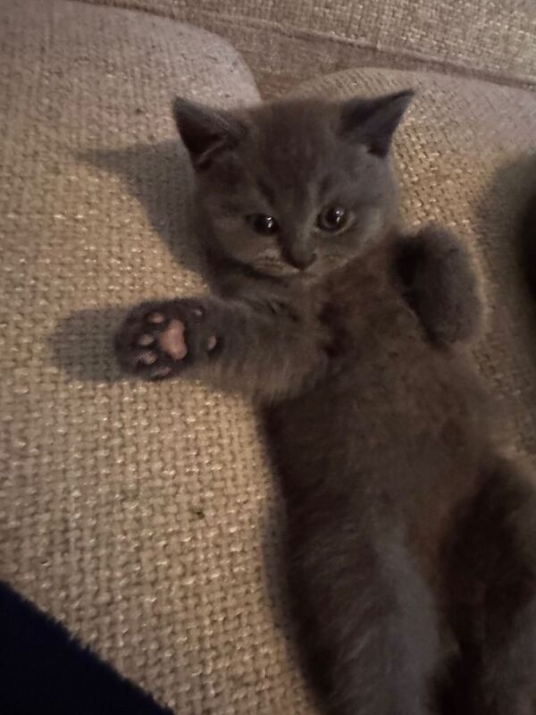 British Shorthair Kittens - Image 2 of 6