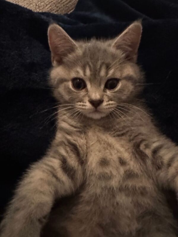 British Shorthair Kittens - Image 3 of 6