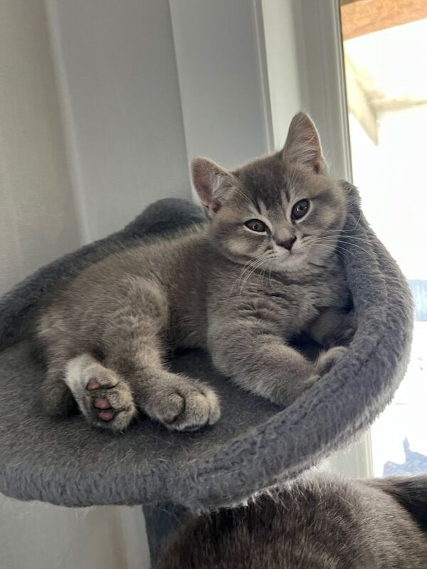 British Shorthair Kittens - Image 4 of 6