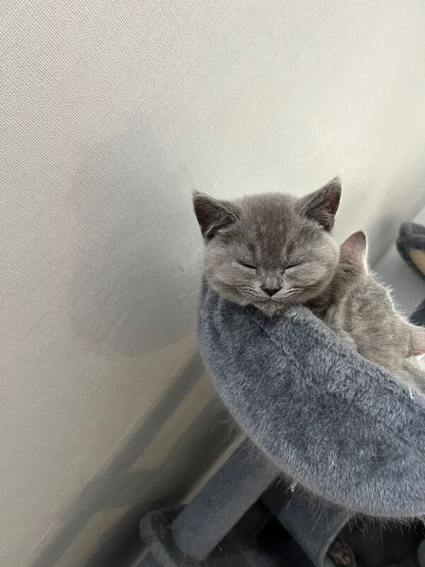 British Shorthair Kittens - Image 5 of 6