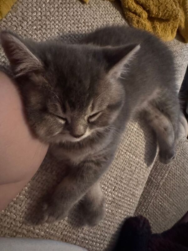 British Shorthair Kittens - Image 6 of 6