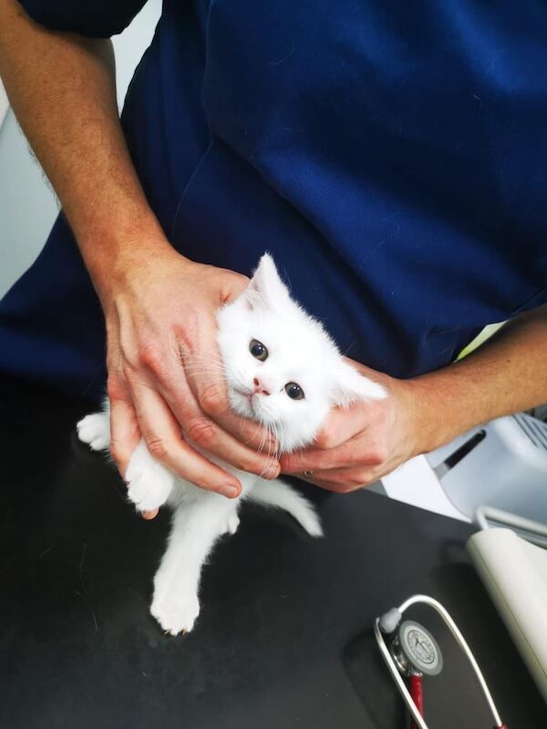 British shorthair kittens