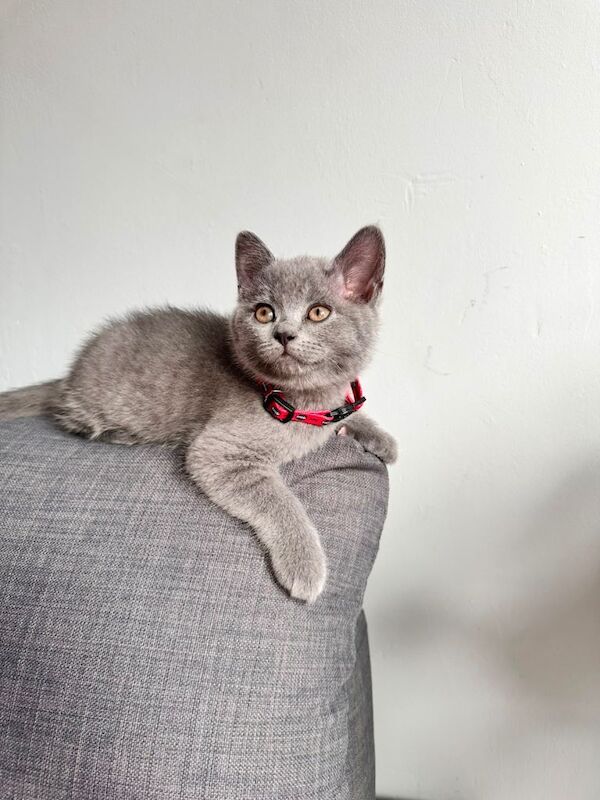 British shorthair kittens