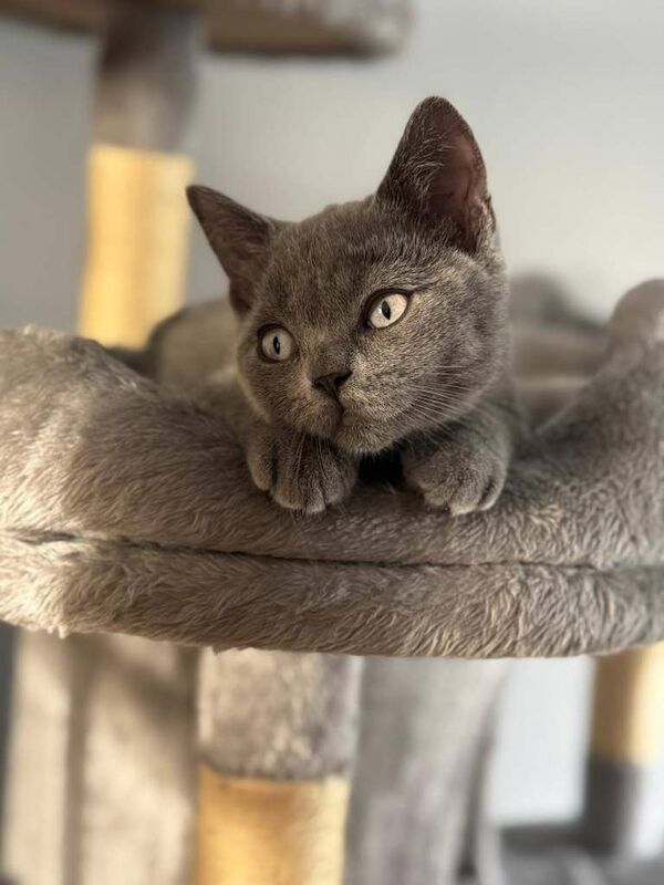 British Shorthair kittens