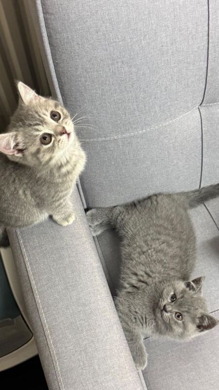 British shorthair kittens - 2fem - 1male