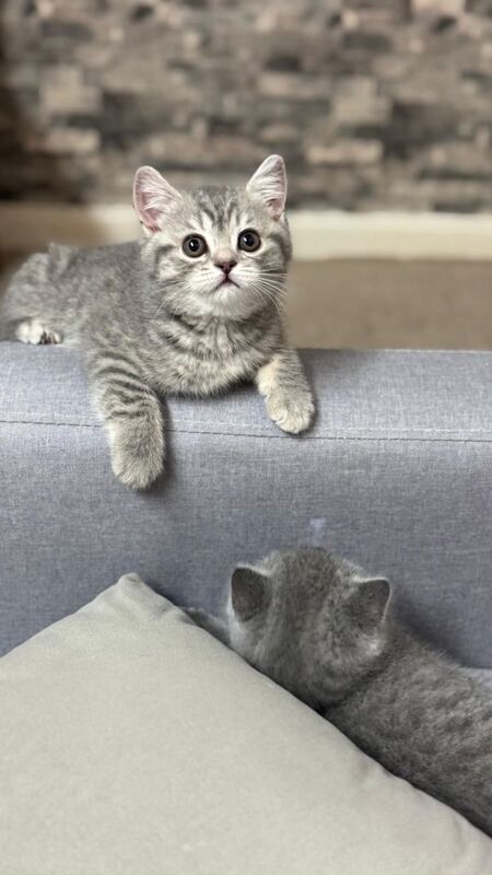 British shorthair kittens - 2fem - 1male - Image 2 of 5