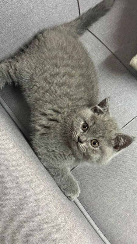 British shorthair kittens - 2fem - 1male - Image 3 of 5