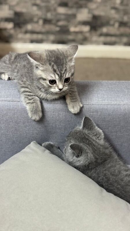 British shorthair kittens - 2fem - 1male - Image 4 of 5