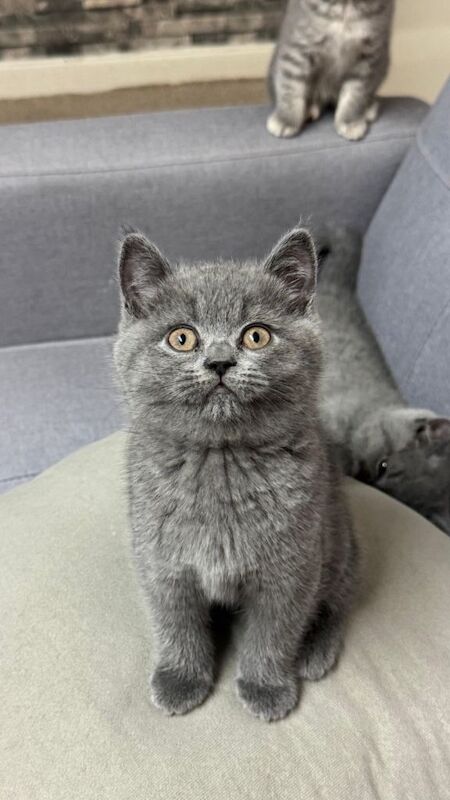 British shorthair kittens - 2fem - 1male - Image 5 of 5