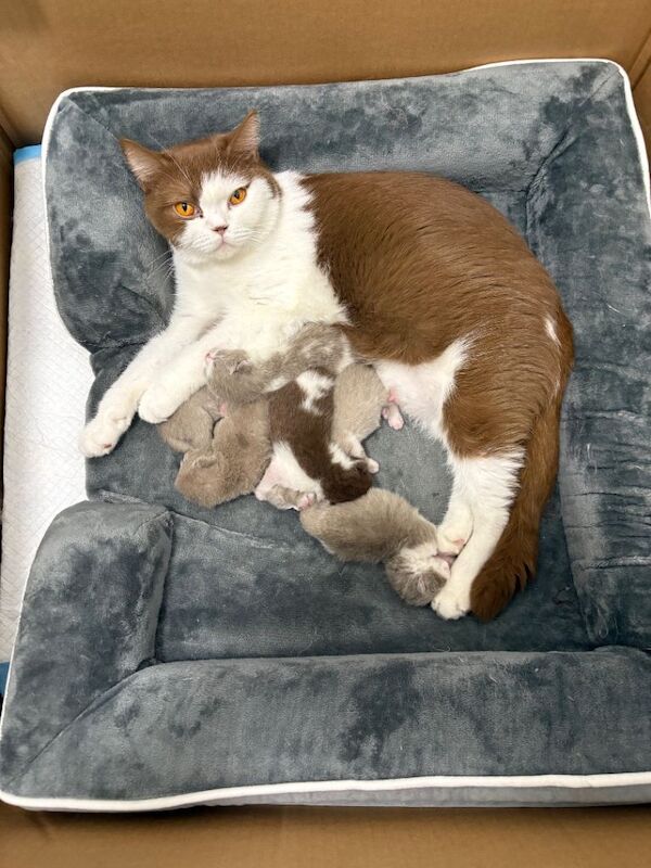 British Shorthair Kittens-3 available