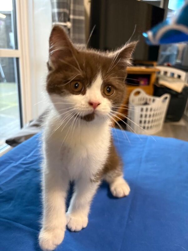 British Shorthair Kittens-3 available - Image 2 of 6