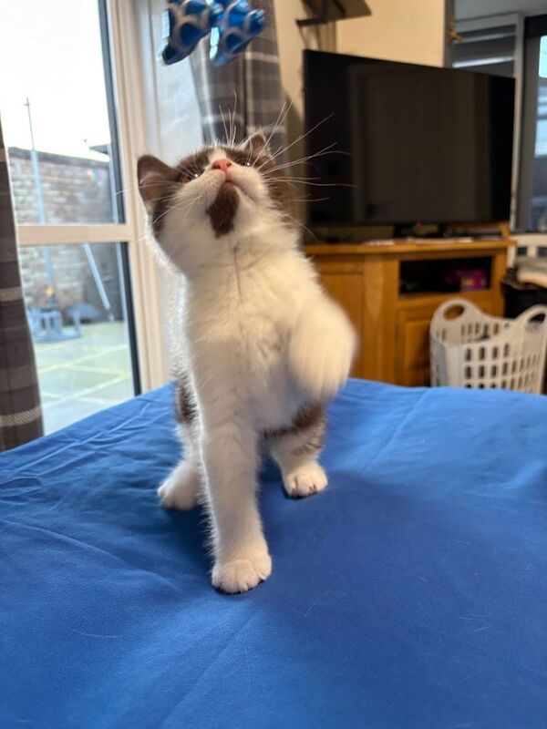 British Shorthair Kittens-3 available - Image 3 of 6