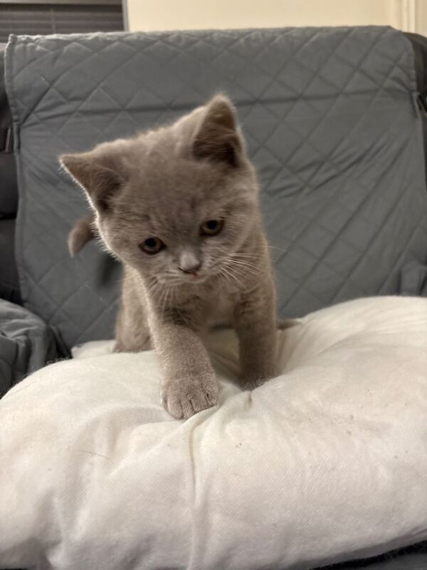 British Shorthair Kittens-3 available - Image 4 of 6
