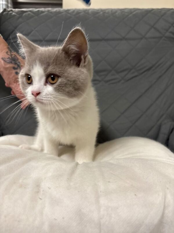 British Shorthair Kittens-3 available - Image 5 of 6