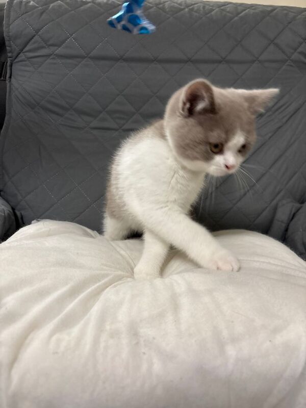 British Shorthair Kittens-3 available - Image 6 of 6