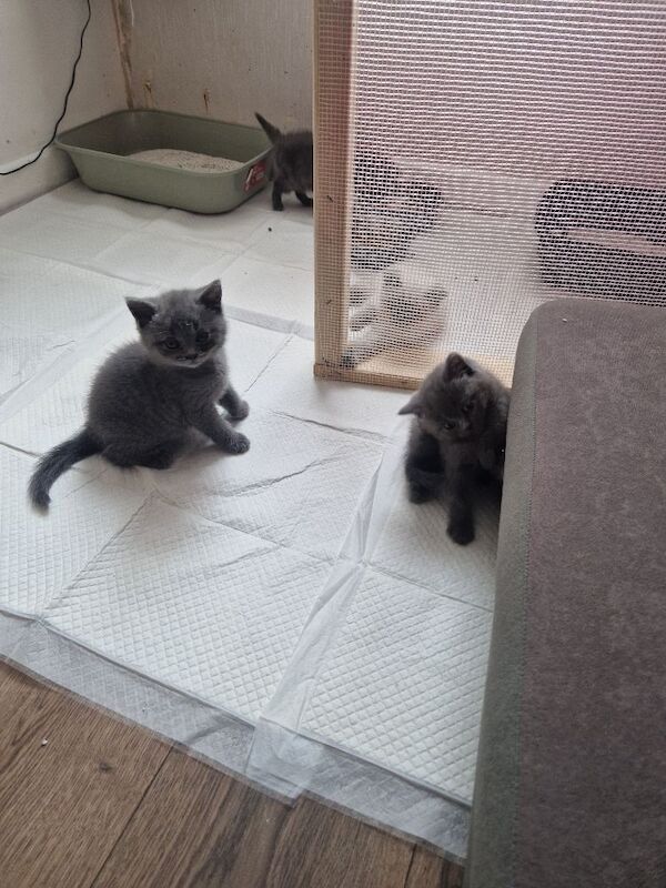 British shorthair kittens 3 boys left