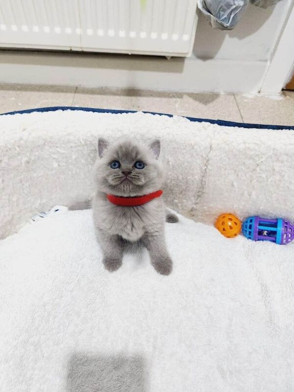 British shorthair kittens