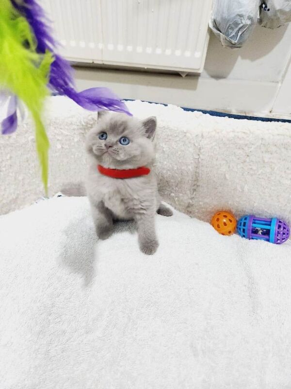 British shorthair kittens - Image 2 of 3