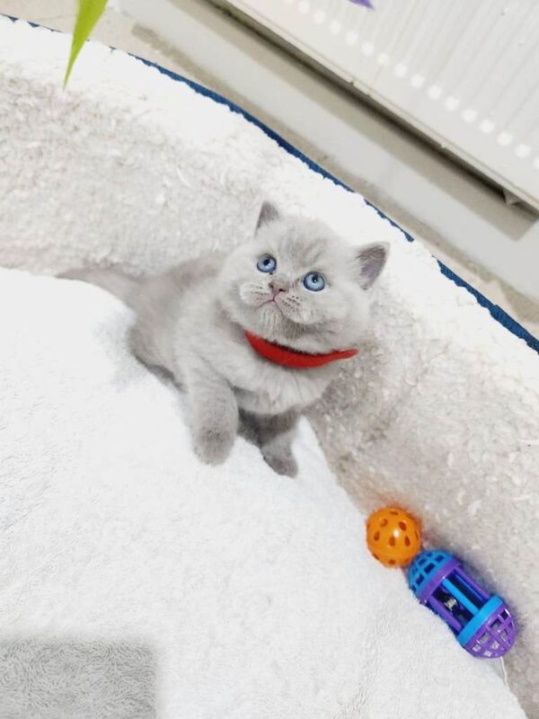 British shorthair kittens - Image 3 of 3