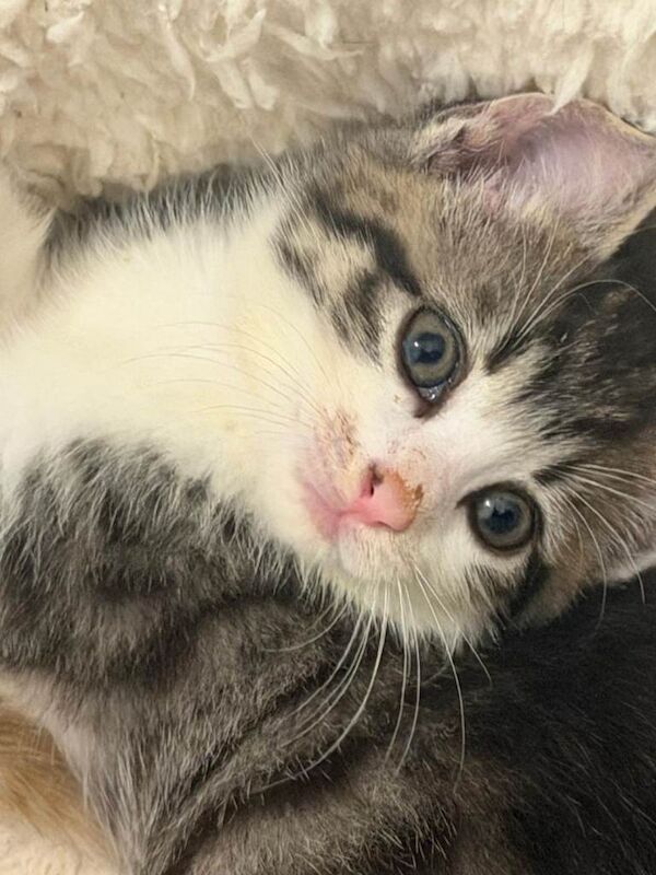 British shorthair kittens