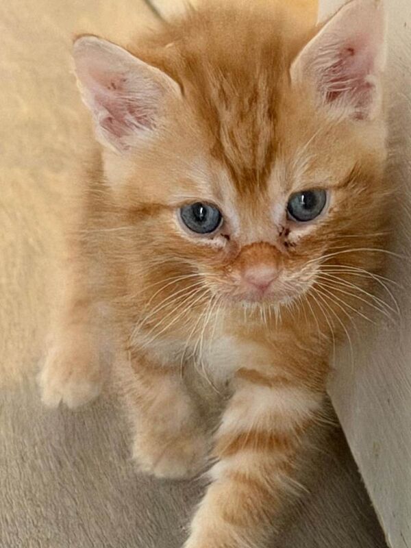 British shorthair kittens - Image 2 of 4