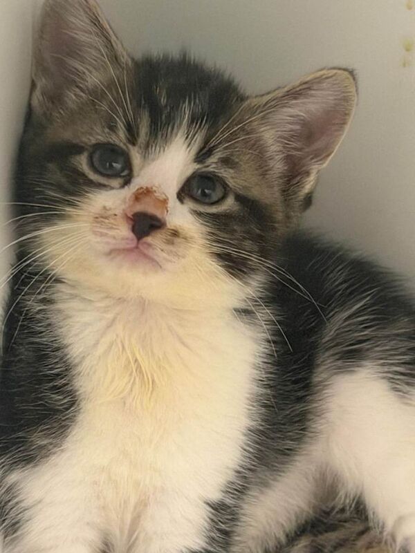 British shorthair kittens - Image 3 of 4