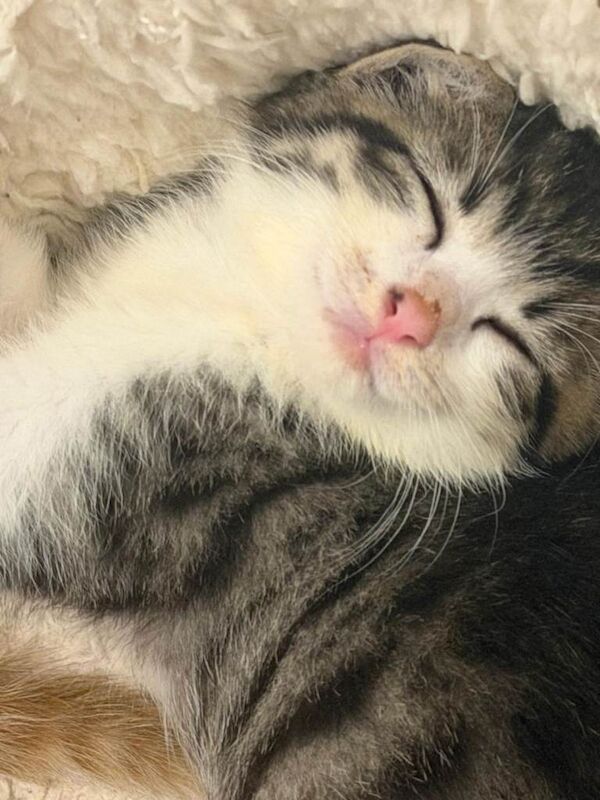 British shorthair kittens - Image 4 of 4