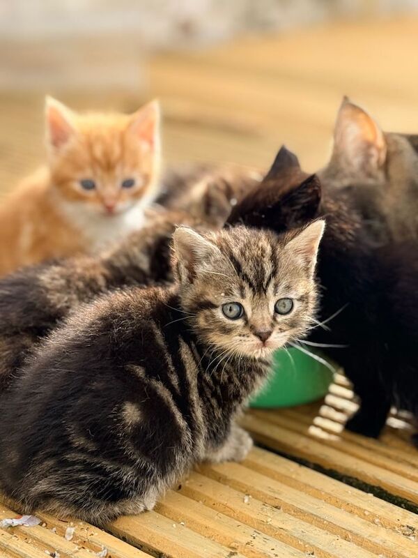 British Shorthair Kittens For Sale Under £300