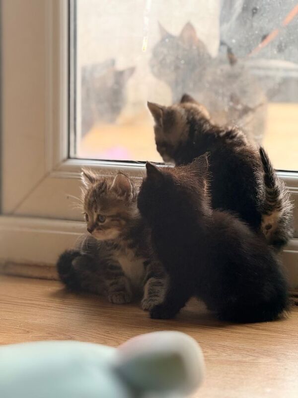 British shorthair kittens 40£ each - Image 2 of 5