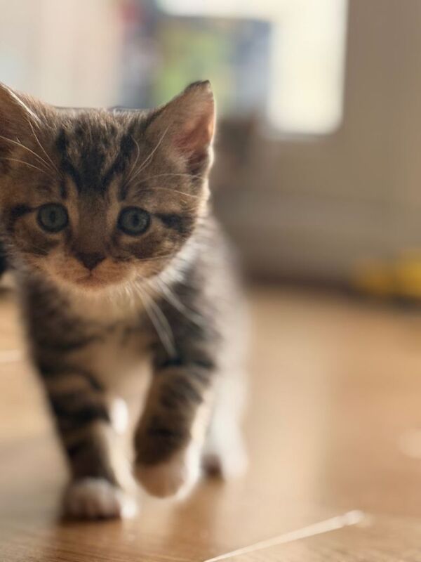 British shorthair kittens 40£ each - Image 3 of 5