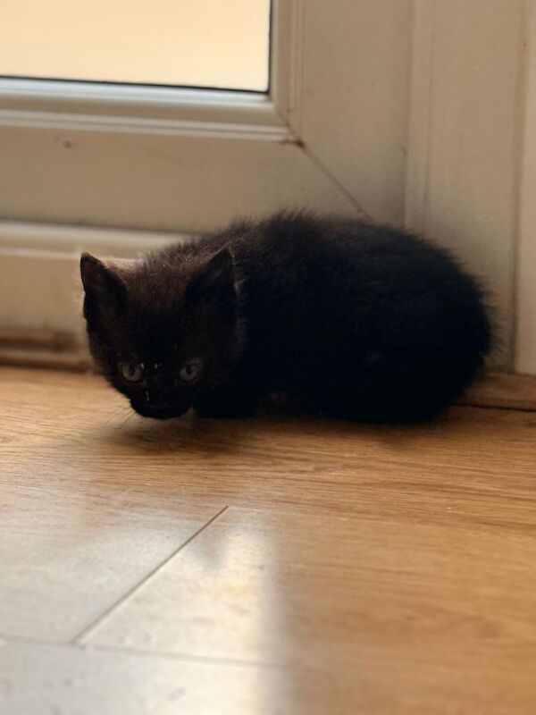 British shorthair kittens 40£ each - Image 4 of 5