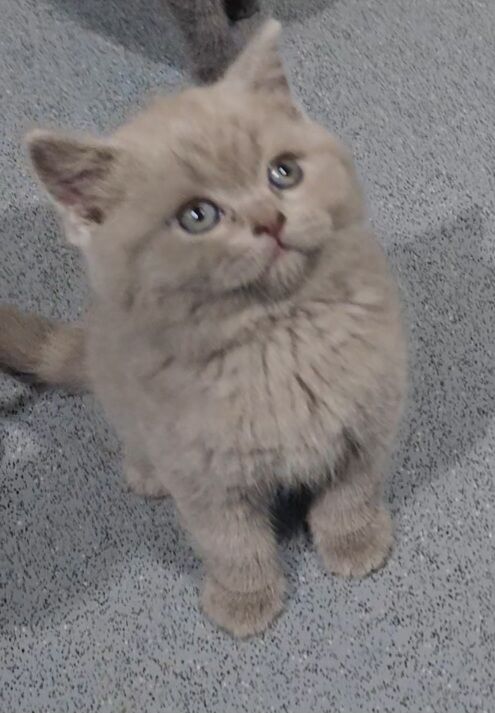 British shorthair kittens for sale in Bradford, West Yorkshire | Image 2