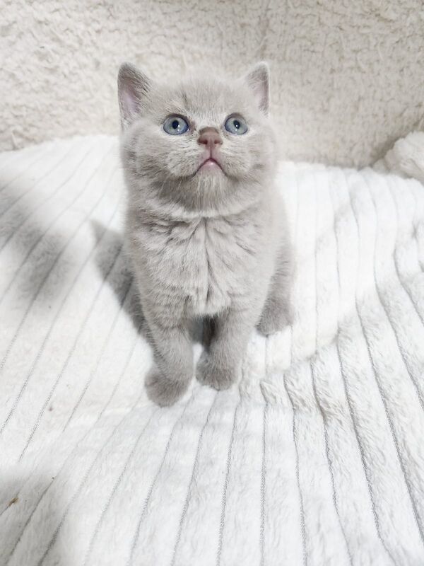 British shorthair kittens for sale in Bradford, West Yorkshire | Image 3