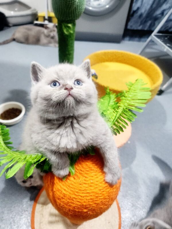 British shorthair kittens for sale in Bradford, West Yorkshire | Image 4