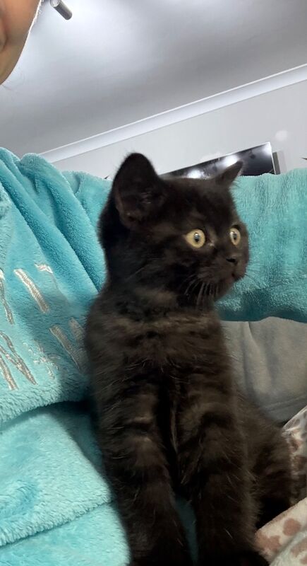 British Shorthair kittens for sale in Orpington, Bromley, Greater London – 9 months old - Image 2 of 10