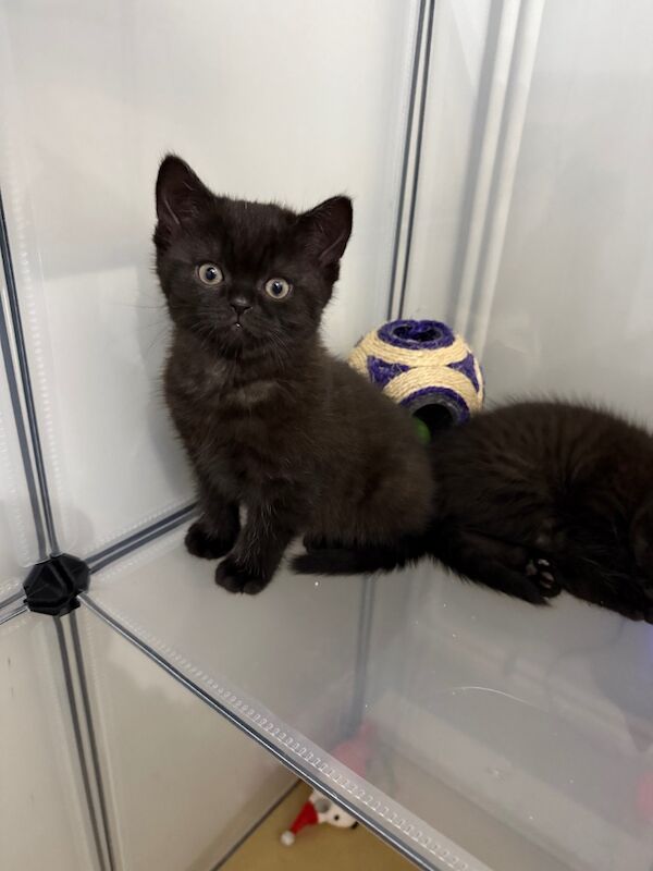 British Shorthair kittens for sale in Orpington, Bromley, Greater London | Image 3