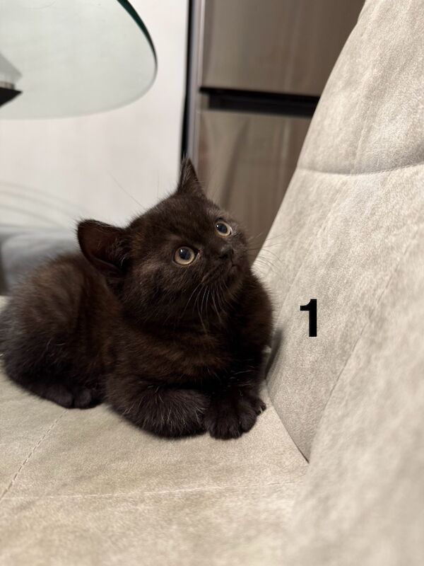 British Shorthair kittens for sale in Orpington, Bromley, Greater London | Image 4